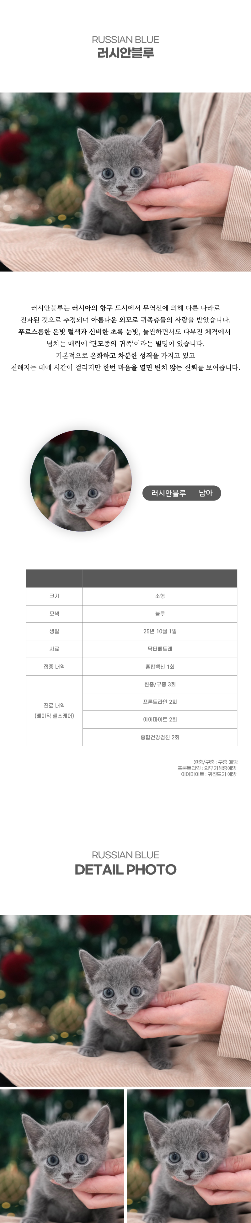 러시안블루_상세이미지_2